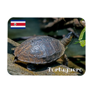 Costa Rica, Tortuguero - River Turtle Magnet