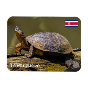 Costa Rica, Tortuguero - River Turtle Magnet