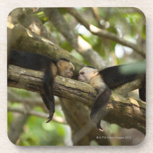 Costa Rica, Two monkeys resting on tree, lying Coaster