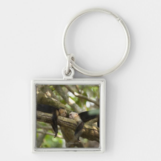 Costa Rica, Two monkeys resting on tree, lying Key Ring (Front)