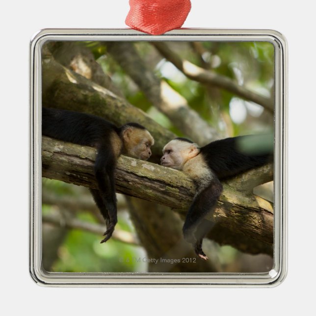 Costa Rica, Two monkeys resting on tree, lying Metal Tree Decoration (Front)