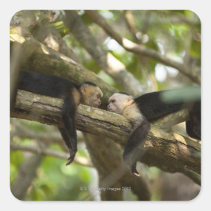 Costa Rica, Two monkeys resting on tree, lying Square Sticker