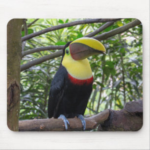 costa rica, wildlife, nature mouse pad