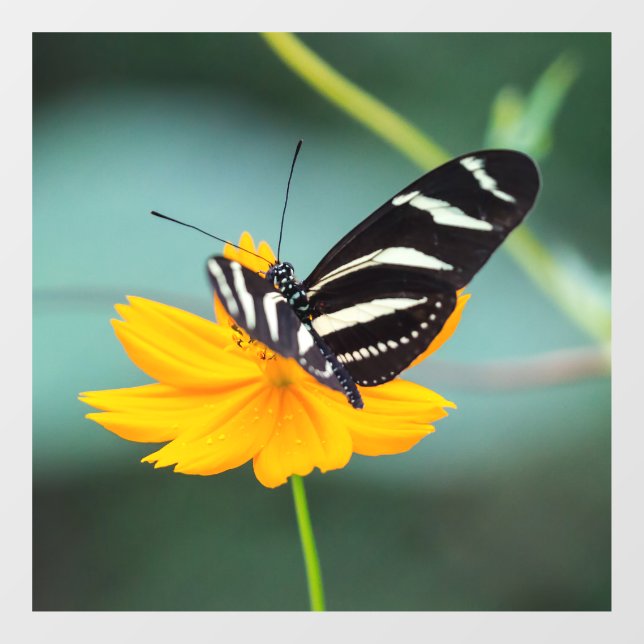 Costa Rica - Zebra Longwing Butterfly (Sheet)