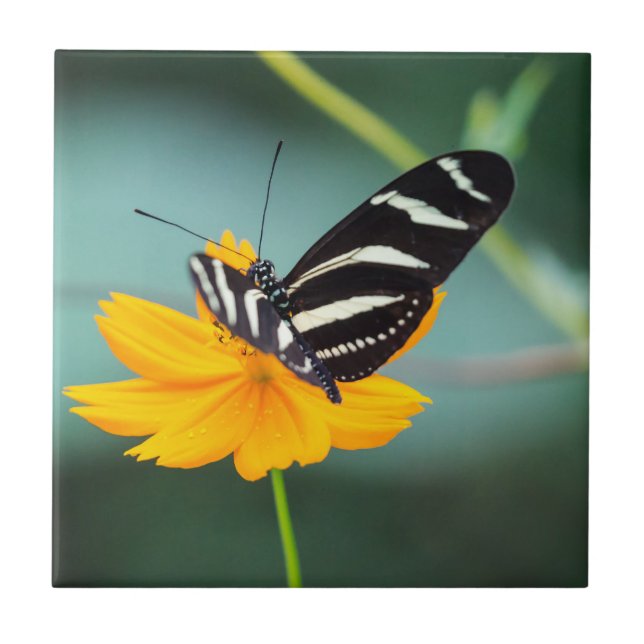 Costa Rica  - Zebra Longwing Butterfly Ceramic Tile (Front)