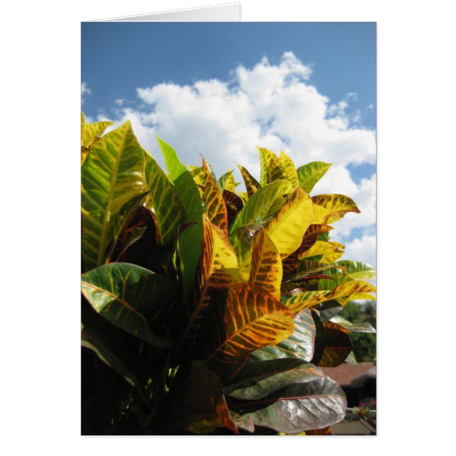 Costa Rican Flora (Front)