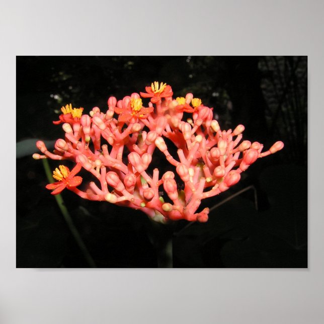 Costa Rican Flower Poster (Front)