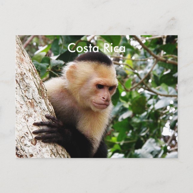 Costa Rican Monkey Postcard (Front)