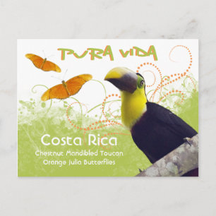 Costa Rican Pura Vida Toucan Postcard