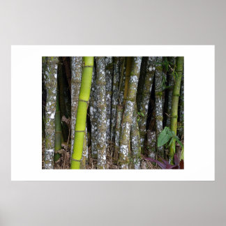 Costa Rican Rainforest Bamboo Art Poster