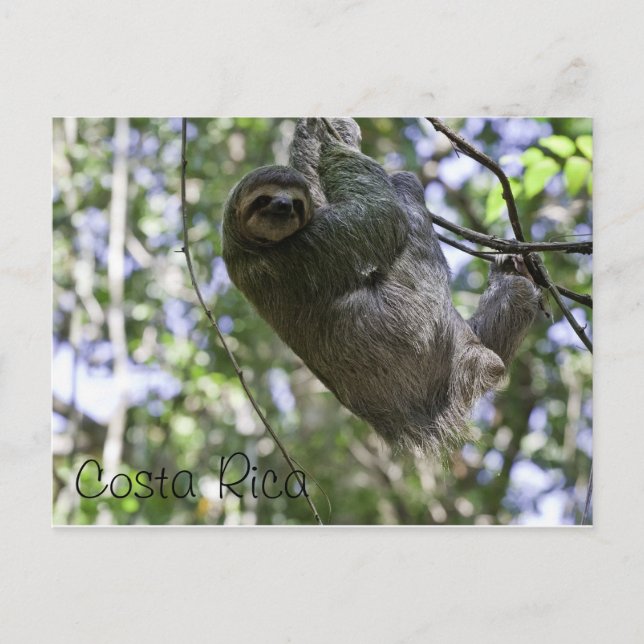 Costa Rican sloth Postcard (Front)
