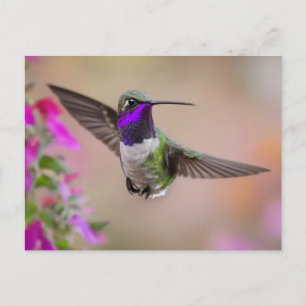 Costa’s Hummingbird in flight  Postcard