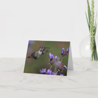 Costa’s Hummingbird - Joe Sweeney - card