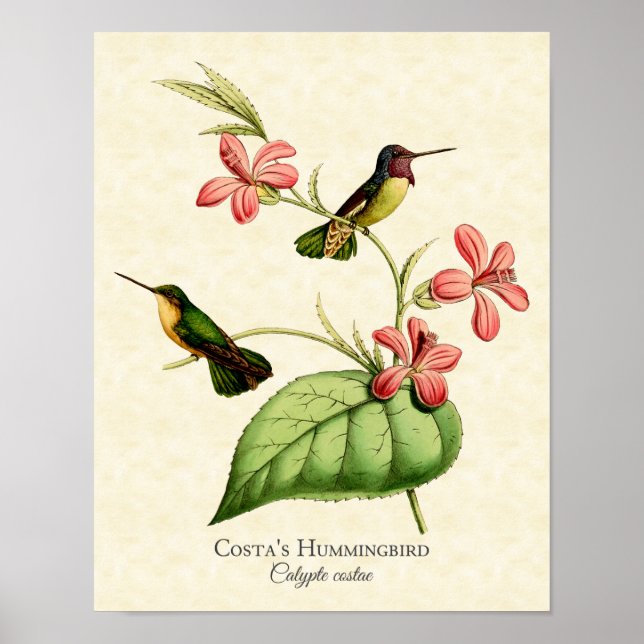 Costa's Hummingbird Art Print (Front)