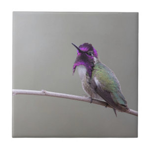 Costa's hummingbird ceramic tile