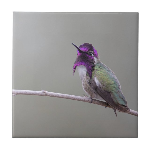 Costa's hummingbird ceramic tile (Front)