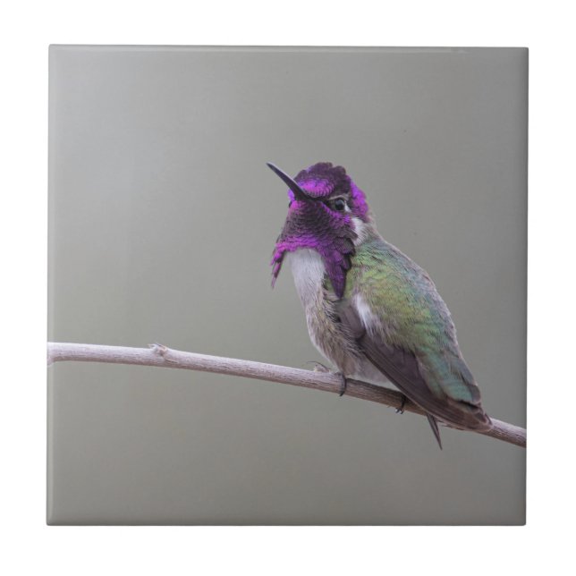 Costa's Hummingbird Ceramic Tile (Front)