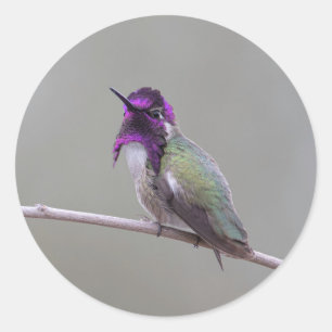 Costa's hummingbird classic round sticker