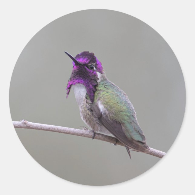 Costa's hummingbird classic round sticker (Front)