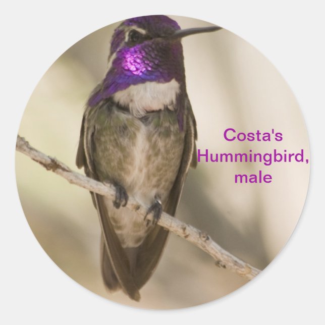 Costa's Hummingbird Classic Round Sticker (Front)