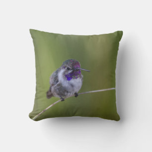 Costa's  Hummingbird in August light Cushion