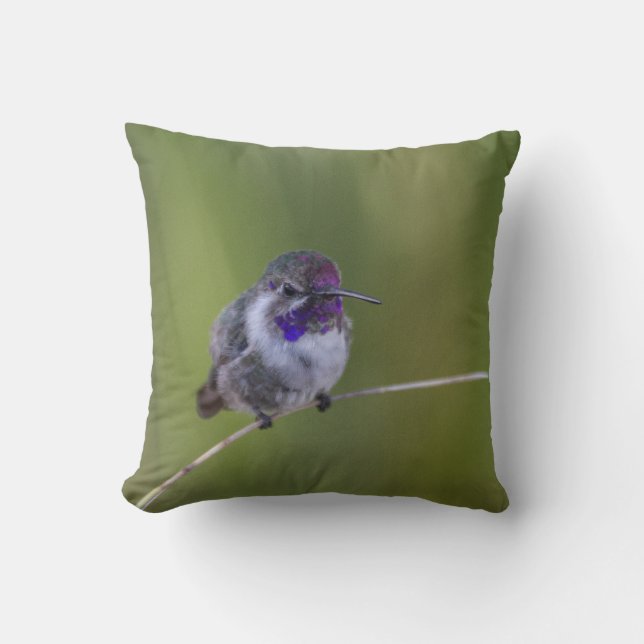 Costa's  Hummingbird in August light Cushion (Front)