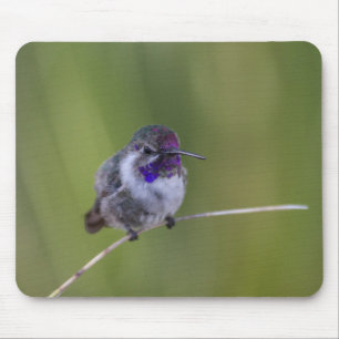 Costa's Hummingbird in August light Mouse Pad