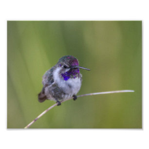 Costa's  Hummingbird in August light Photo Print