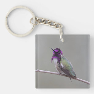 Costa's hummingbird key ring