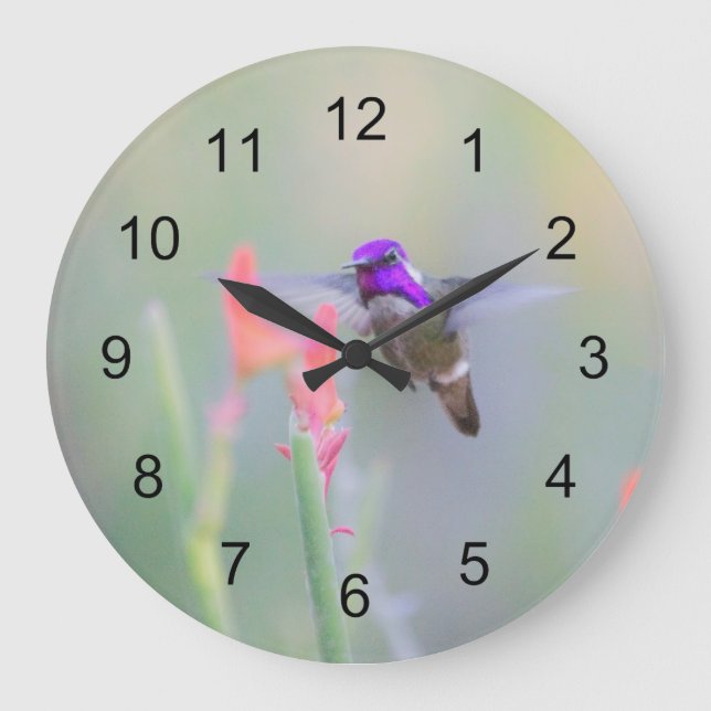 Costa's Hummingbird on approach Large Clock (Front)