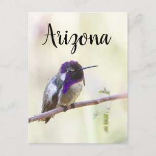 Costa's hummingbird  perched on a branch, Arizona Postcard