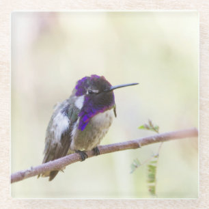 Costa's Hummingbird perched on a branch Glass Coaster