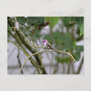 Costa's Hummingbird Postcard
