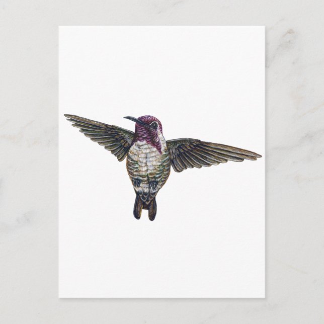 Costa's Hummingbird Postcard (Front)