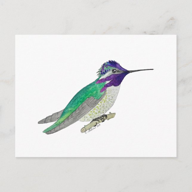 Costa's Hummingbird Postcard (Front)