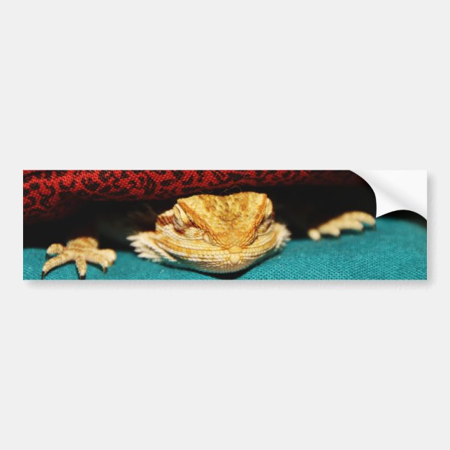 Cosy Bearded Dragon Bumper Sticker (Front)