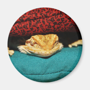 Cosy Bearded Dragon Magnet