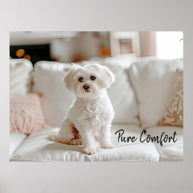 Cosy Elegance: Maltese on the Sofa Poster (Front)