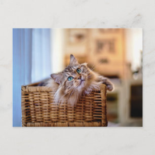 Cosy Long-Haired Cat in Wicker Basket Postcard