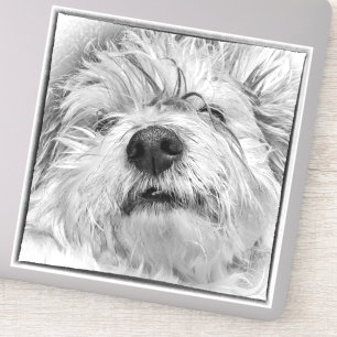 Coton de Tulear dog