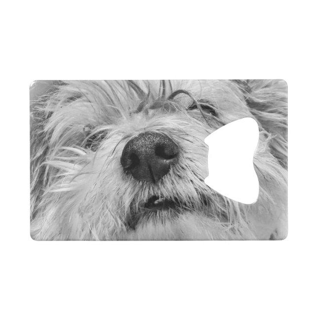 Coton de Tulear dog (Front (Horizontal))
