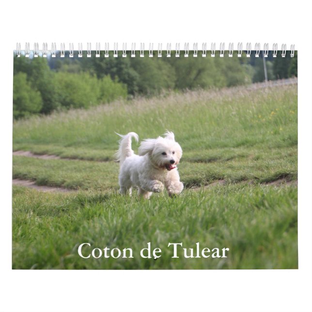Coton de Tulear Dog Calendar (Cover)