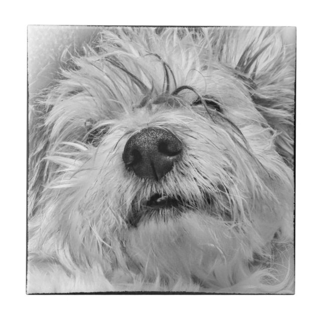 Coton de Tulear dog Ceramic Tile (Front)