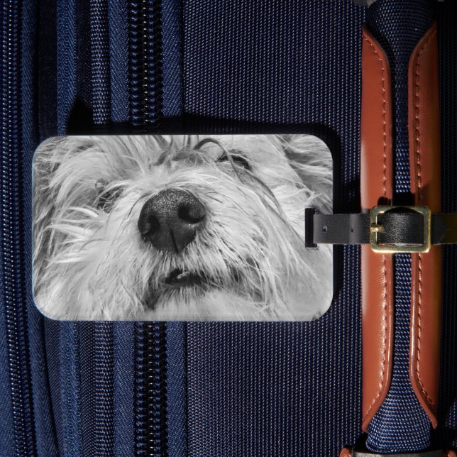 Coton de Tulear dog Luggage Tag (Front Insitu 4)