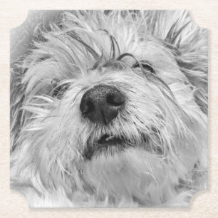Coton de Tulear dog Paper Coaster