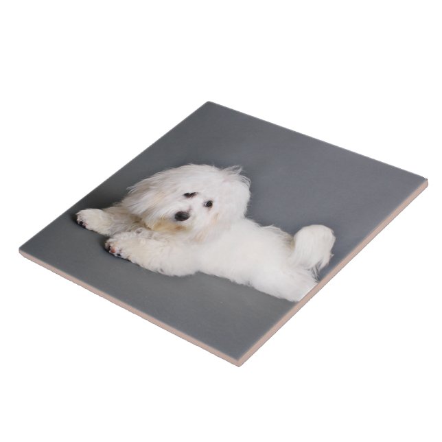 Coton de Tulear - Joci Ceramic Tile (Side)