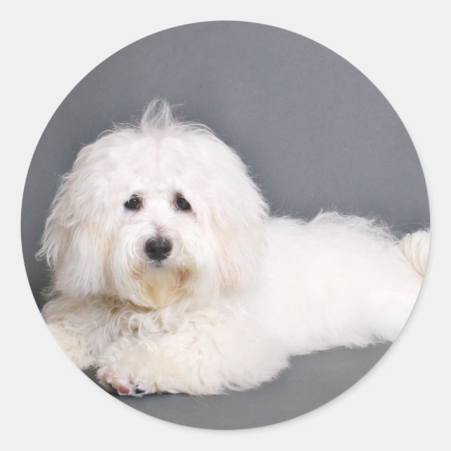 Coton de Tulear - Joci Classic Round Sticker (Front)