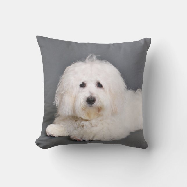 Coton de Tulear - Joci Cushion (Front)