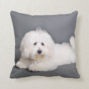 Coton de Tulear - Joci Cushion
