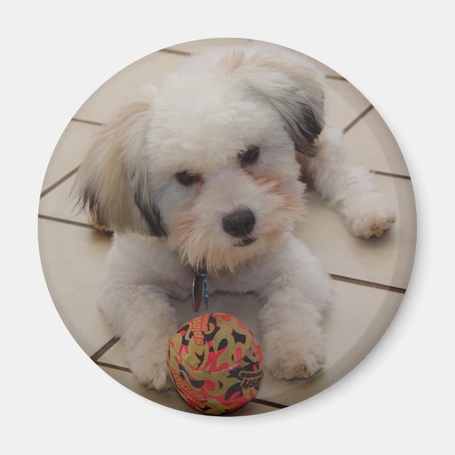 Coton de Tulear Magnet (Front)